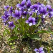 ヒメ日記 2025/05/02 14:59 投稿 ちか 宮城大崎古川ちゃんこ