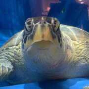 ヒメ日記 2025/06/23 16:38 投稿 ちか 宮城大崎古川ちゃんこ