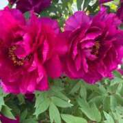 ヒメ日記 2025/07/07 21:28 投稿 ちか 宮城大崎古川ちゃんこ