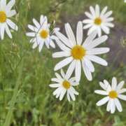 ヒメ日記 2025/08/11 18:08 投稿 ちか 宮城大崎古川ちゃんこ