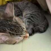 ヒメ日記 2026/01/28 22:48 投稿 ちか 宮城大崎古川ちゃんこ