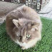 ヒメ日記 2026/04/05 16:00 投稿 ちか 宮城大崎古川ちゃんこ