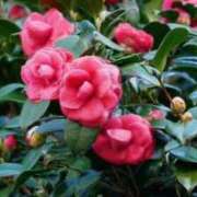 ヒメ日記 2025/03/14 09:50 投稿 つばき 池袋マリン別館