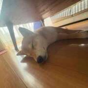 つばめ いてます🙃 One More奥様　町田相模原店