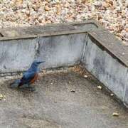 ヒメ日記 2025/03/02 09:42 投稿 喜多-きた- ただ離婚してないだけ