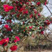 ヒメ日記 2025/03/14 17:49 投稿 喜多-きた- ただ離婚してないだけ