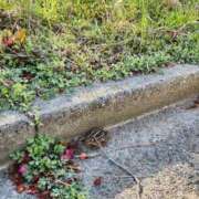 ヒメ日記 2025/03/22 09:42 投稿 喜多-きた- ただ離婚してないだけ