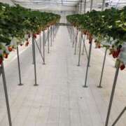 ヒメ日記 2025/03/28 09:42 投稿 喜多-きた- ただ離婚してないだけ