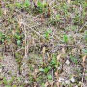 ヒメ日記 2025/03/30 11:59 投稿 喜多-きた- ただ離婚してないだけ