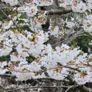 ヒメ日記 2025/04/08 17:33 投稿 喜多-きた- ただ離婚してないだけ