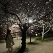 ヒメ日記 2025/04/09 01:54 投稿 松田　ひかり YUDEN〜油殿〜谷九・日本橋店