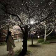 ヒメ日記 2025/04/09 02:04 投稿 松田　ひかり YUDEN〜油殿〜谷九・日本橋店