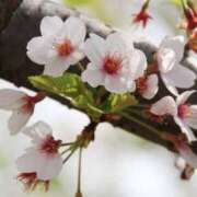 ヒメ日記 2025/04/05 12:21 投稿 須田 まみ こあくまな熟女たち 千葉店（KOAKUMAグループ）