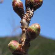 ヒメ日記 2025/03/22 10:43 投稿 夏目　はるか 30・40・50代☆人妻熟女コレクション