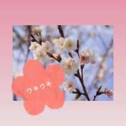 ヒメ日記 2025/03/24 12:47 投稿 夏目　はるか 30・40・50代☆人妻熟女コレクション