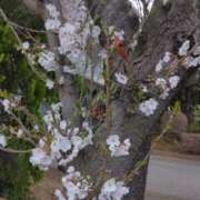 ヒメ日記 2025/03/31 11:40 投稿 夏目　はるか 30・40・50代☆人妻熟女コレクション