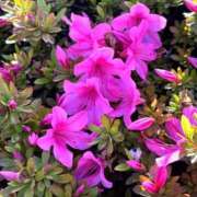 ヒメ日記 2026/01/02 17:16 投稿 りん 吉祥寺角海老