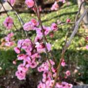 ヒメ日記 2026/02/24 17:06 投稿 りん 吉祥寺角海老