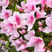 ヒメ日記 2026/04/18 18:46 投稿 りん 吉祥寺角海老