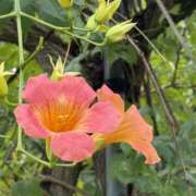 ヒメ日記 2025/12/06 22:45 投稿 うるは 千葉みるみる（ユメオト）