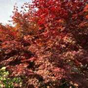 えりな 秋のお散歩… 熟女デリヘル倶楽部