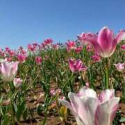 ヒメ日記 2025/06/03 14:39 投稿 ランカ 【福岡デリヘル】20代・30代★博多で評判のお店はココです！