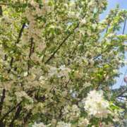 ヒメ日記 2025/04/08 09:17 投稿 夏目 昼顔妻 五反田店