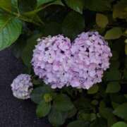 ヒメ日記 2025/06/18 08:46 投稿 夏目 昼顔妻 五反田店