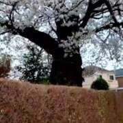 ヒメ日記 2025/04/07 05:52 投稿 ゆず 吉祥寺おかあさん