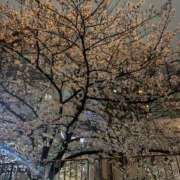 ヒメ日記 2025/03/29 08:02 投稿 星宮 BBW錦糸町店