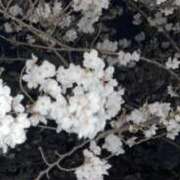 ヒメ日記 2025/04/14 02:53 投稿 めい 三重松阪ちゃんこ