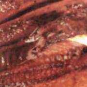 ヒメ日記 2025/07/19 20:03 投稿 めい 三重松阪ちゃんこ