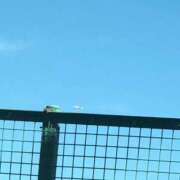 ヒメ日記 2025/07/29 20:23 投稿 めい 三重松阪ちゃんこ