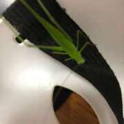 ヒメ日記 2025/09/12 16:03 投稿 めい 三重松阪ちゃんこ