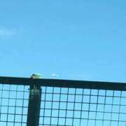 ヒメ日記 2026/01/04 16:33 投稿 めい 三重松阪ちゃんこ