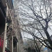 ヒメ日記 2025/03/30 06:26 投稿 野中さとみ ワイフコレクション