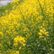 ヒメ日記 2026/02/24 13:05 投稿 野中さとみ ワイフコレクション
