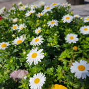 ヒメ日記 2026/03/16 08:05 投稿 野中さとみ ワイフコレクション