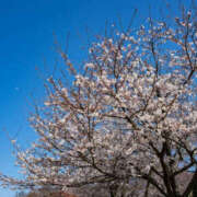 ヒメ日記 2026/03/24 09:05 投稿 野中さとみ ワイフコレクション