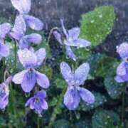 ヒメ日記 2026/03/31 16:57 投稿 野中さとみ ワイフコレクション