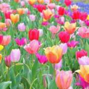 ヒメ日記 2026/04/16 11:05 投稿 野中さとみ ワイフコレクション