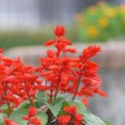 ヒメ日記 2026/04/22 11:55 投稿 野中さとみ ワイフコレクション