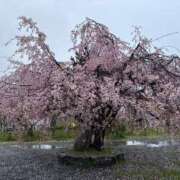 ヒメ日記 2025/04/24 19:26 投稿 りんか スパーク日本橋