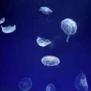 ヒメ日記 2026/03/17 14:19 投稿 ゆあ プールサイド