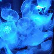 ヒメ日記 2025/10/27 10:55 投稿 りさ 佐久上田人妻隊