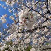 ヒメ日記 2025/04/16 15:21 投稿 せな MOTHER(旧ママとおねえさん)