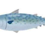 ヒメ日記 2025/12/18 13:02 投稿 長門　りか プルプル京都性感エステ　はんなり