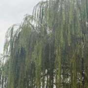 ヒメ日記 2026/01/21 19:01 投稿 長門　りか プルプル京都性感エステ　はんなり