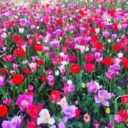 ヒメ日記 2025/05/05 01:29 投稿 又木 鶯谷デッドボール