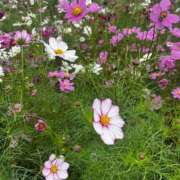 ヒメ日記 2025/10/29 21:33 投稿 又木 鶯谷デッドボール